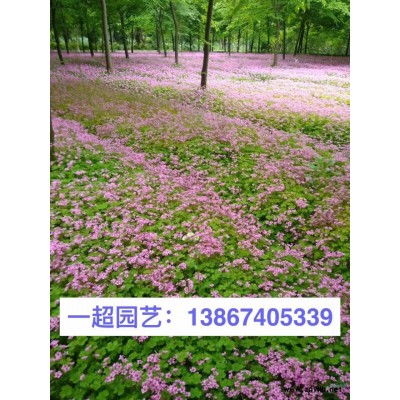 血草 日本血草 血草小杯苗 精品血草批發(fā)