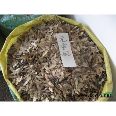 直銷喬木-楸樹，楸樹苗，楸樹直銷基地，又名梓桐，金絲楸