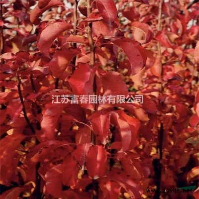 佛肚竹，佛肚竹小苗，別稱：佛竹，羅漢竹、密節竹，江蘇佛肚竹