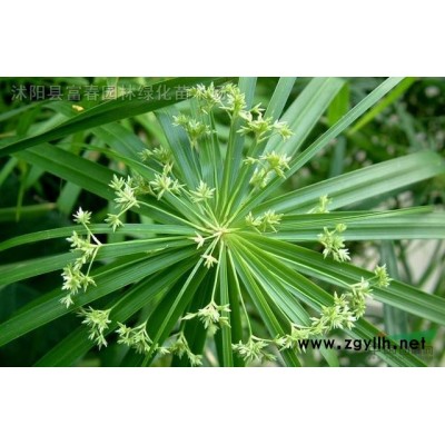 花海宿根 天藍鼠尾草 景觀花卉庭院種植草花鼠尾草綠化工程