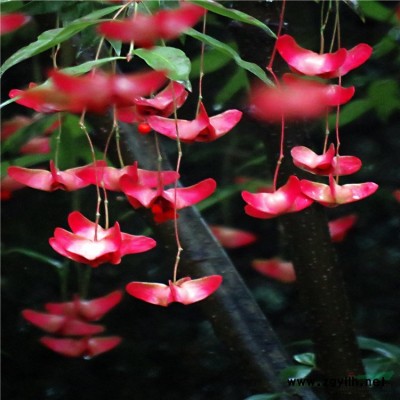 花葉枙子 基地直銷 花葉枙子袋苗地苗 園林景觀工程供應
