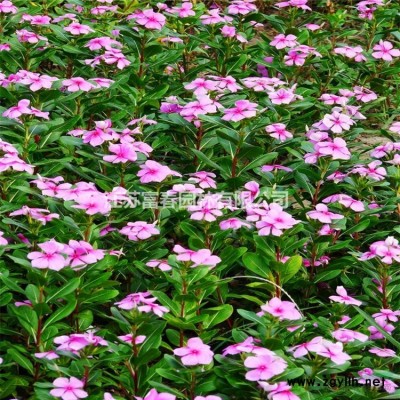 花境植物藍葉忍冬加侖盆苗 杯苗 袋苗 大桶苗 產(chǎn)地批發(fā)價格