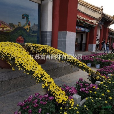 水生植物菱，菱苗，別名芰，水菱，風菱、烏菱，菱角，水栗，菱實