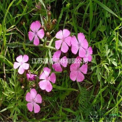 水生植物黃菖蒲，日本花菖蒲，別名：黃花鳶尾、水生鳶尾