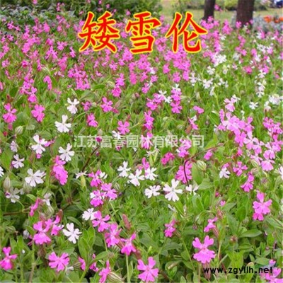 浮島直銷_人工浮島每平米價格_綠化作用