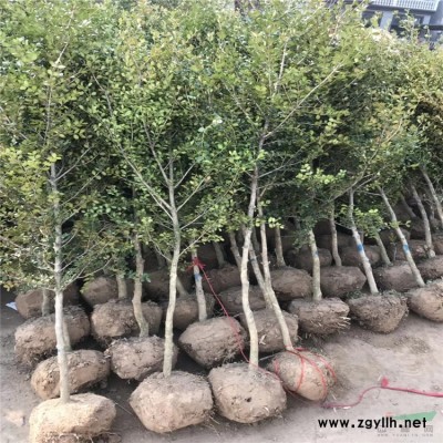 專業定制稻草人工藝品 稻草編制各種景象雕塑人物等 歡迎來電