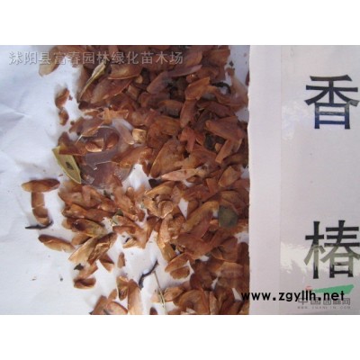 深藍鼠尾草藍花鼠尾草 一串 蘭庭院 陽臺綠化 基地直銷