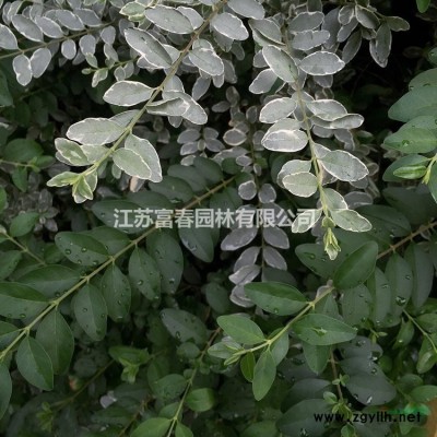 基地直供 鳶尾 常綠鳶尾 路易斯安娜鳶尾各種水生植物