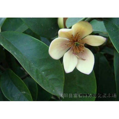 沿階草報價 產地直銷 生態旅游景點綠化用的沿階草