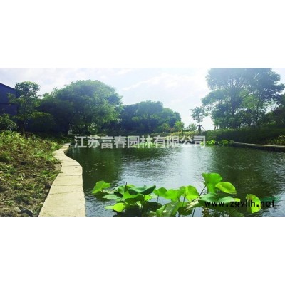 花境植物 歐石竹完美石竹杯苗 袋苗 大桶苗 產(chǎn)地批發(fā)苗圃價格