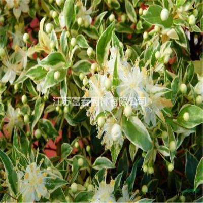 園林景觀雕塑仿真綠雕 仿真綠植動(dòng)物雕像造型植物草雕主題造景