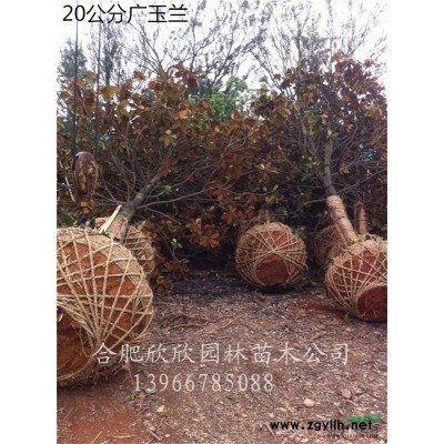 合肥供應(yīng)1-12公分垂絲海棠、安徽合肥供應(yīng)1-10公分紅楓、