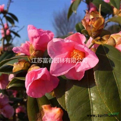 小葉女貞球，小葉女貞，小葉女貞苗，小葉女貞基地，小葉女貞價格