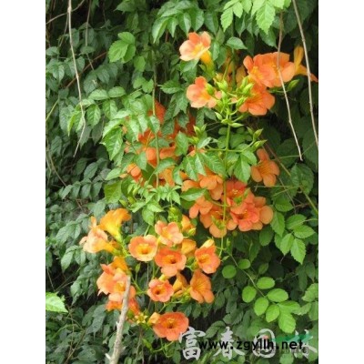 高桿珍珠梅，又名郁李，白花郁李，紅花郁李，爵梅，秧李