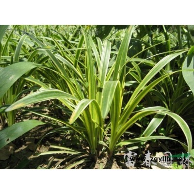 地被植物凌宵，凌霄，別稱：紫葳、女藏花、凌霄花、中國凌霄