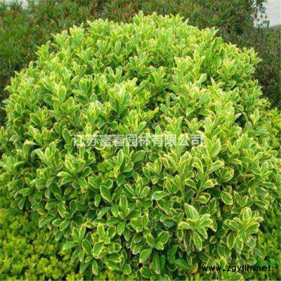 浮島施工_浮島人工浮島每平米價(jià)格_綠化工程施工組織設(shè)計(jì)