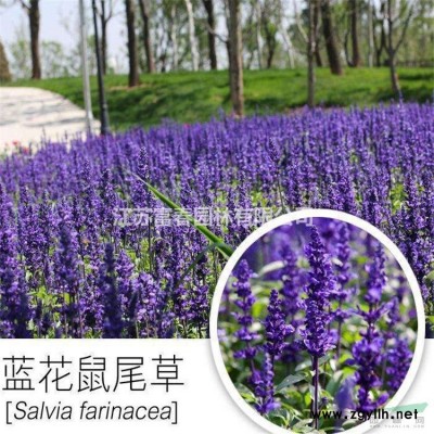人工生態(tài)浮床_浮島水生植物_綠化工程設(shè)計公司