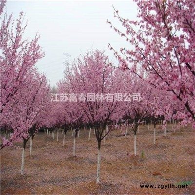 定制安裝河道生態(tài)人工浮島浮床大型水面綠化漂浮濕地水生植物種植