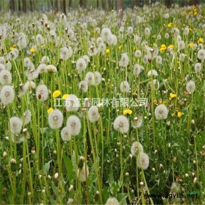 草編藝術干稻草稻草人工藝品稻草人定做制作動物卡通人物
