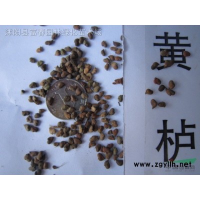 盆栽細莖針茅 營養袋細葉針茅青州觀賞草基地 墨西哥羽毛草