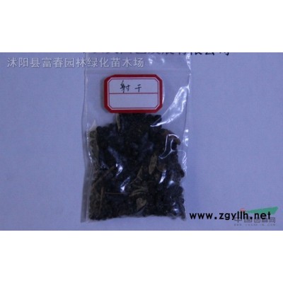 水果蘭 觀葉植物 觀葉景觀樹 盆栽 基地直銷