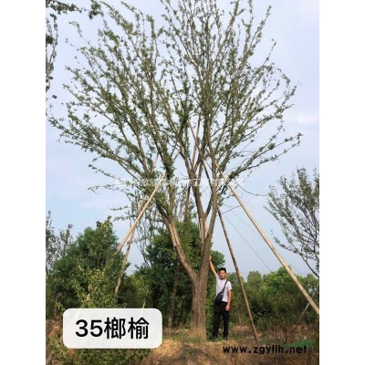 合肥叢生花石榴價格、肥西叢生花石榴供應(yīng)商、單桿花石榴報價