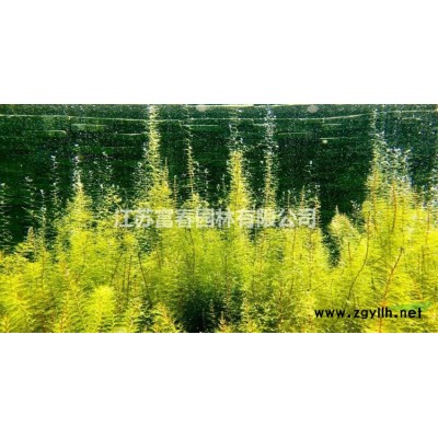 紅豆杉，紅豆杉苗，紅豆杉直銷基地，又名紫杉，赤柏松