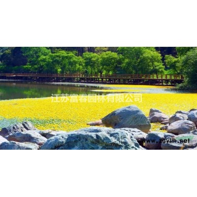 地被植物睡蓮，睡蓮種苗，別名：子午蓮、水芹花、瑞蓮、水洋花、