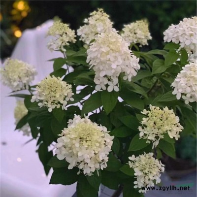 稻草人定做卡通稻草人海綿寶寶稻草工藝品動(dòng)物干稻草稻草工藝品