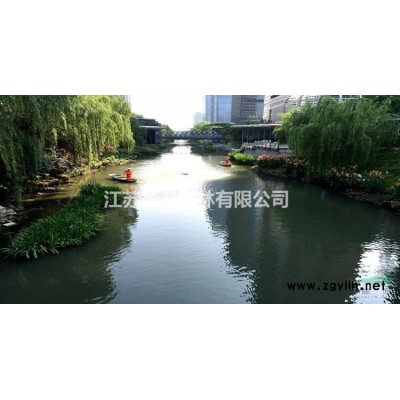 大量出售菲油果 菲油果樹 菲油果樹苗 綠化苗木