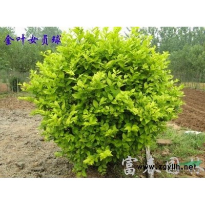 藍(lán)冰柏種植基地 直銷(xiāo)藍(lán)冰柏工程苗 綠化苗 規(guī)格* 量大從優(yōu)