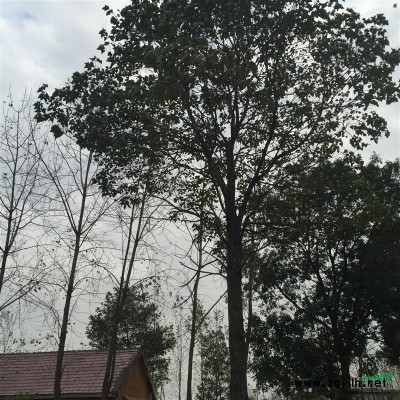 安徽供應(yīng)臭椿樹、合肥臭椿價格、肥西臭椿樹供應(yīng)商