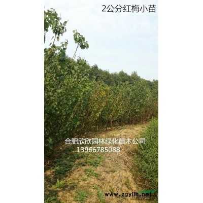 安徽肥西供應(yīng)花石榴、合肥花石榴*新報價、肥西叢生花石榴價格