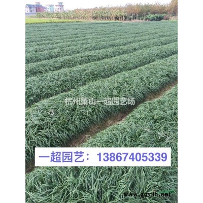 茭白、野茭白 茭白價格 品種*