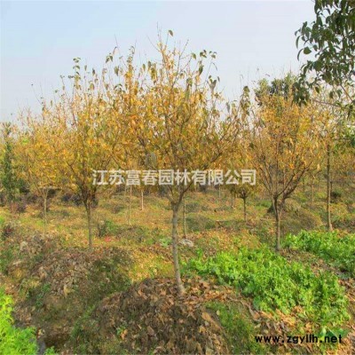 城市綠雕造型人物綠雕 可定制草皮綠植造型藝術景觀綠雕塑
