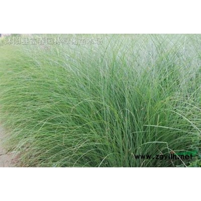 河道種植浮島_人工浮島技術(shù)_水面綠化種植公司