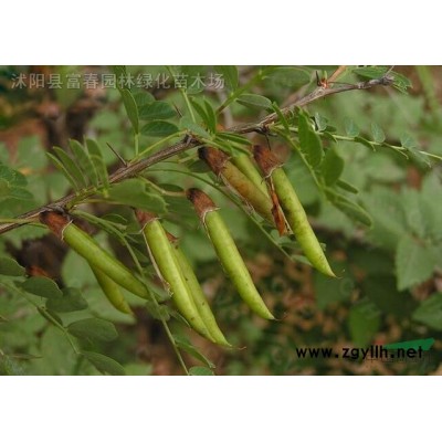 生態(tài)浮床_人工浮島常用水生植物_上門施工價格合理誠信合作