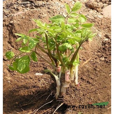 供應食藻蟲 食藻蟲在水生態修復中的作用 凈化水質藍藻綠藻技術