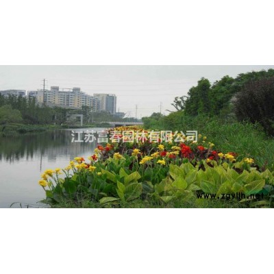 量大優惠 佛甲草 高20公分左右 金葉佛甲草 青葉佛甲草