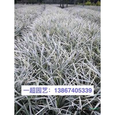 黑三棱 黑三棱價格