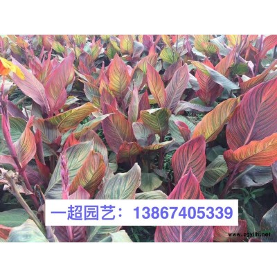 濃香茉莉 精品濃香茉莉小杯苗