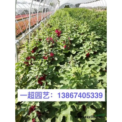 結(jié)香 結(jié)香小苗 結(jié)香毛球 結(jié)香球 結(jié)香價格