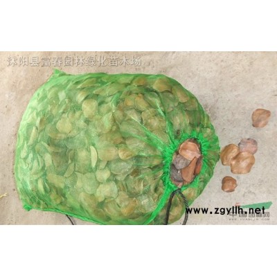 綠化植物-凌霄，凌霄苗，凌霄直銷基地，又名凌霄花、中國凌霄