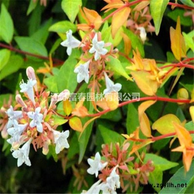 荷花，荷花苗，別名蓮花、水芙蓉、六月花神、藕花