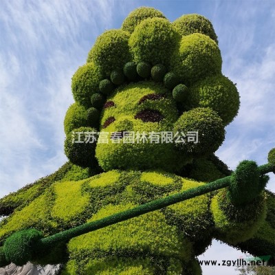 常綠灌木-金桂，金桂苗，江蘇沭陽金桂，金桂價格