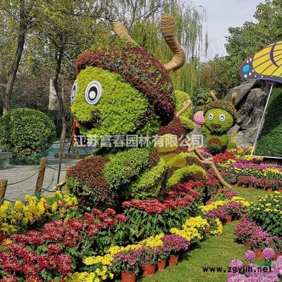 喬木-喜樹，喜樹苗，又名蓮、水栗、水桐樹，喜樹基地，喜樹價格
