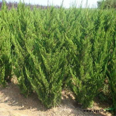 浮島設(shè)計_人工生態(tài)浮島廠家_植物工程水體凈化