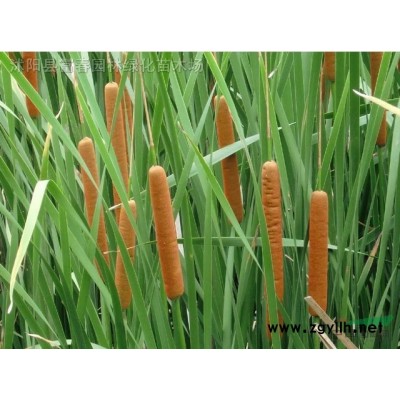 水質凈化浮島_植物水生浮島_綠化施工組織設計范本