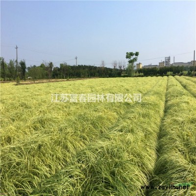 水體黑臭、富營(yíng)養(yǎng)化治理專用生態(tài)浮床綠化設(shè)計(jì)施工