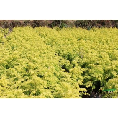 污水凈化浮床植物工程水體凈化承包生態(tài)修復(fù)水面浮島綠化景觀施工